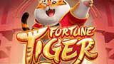 fortune tiger